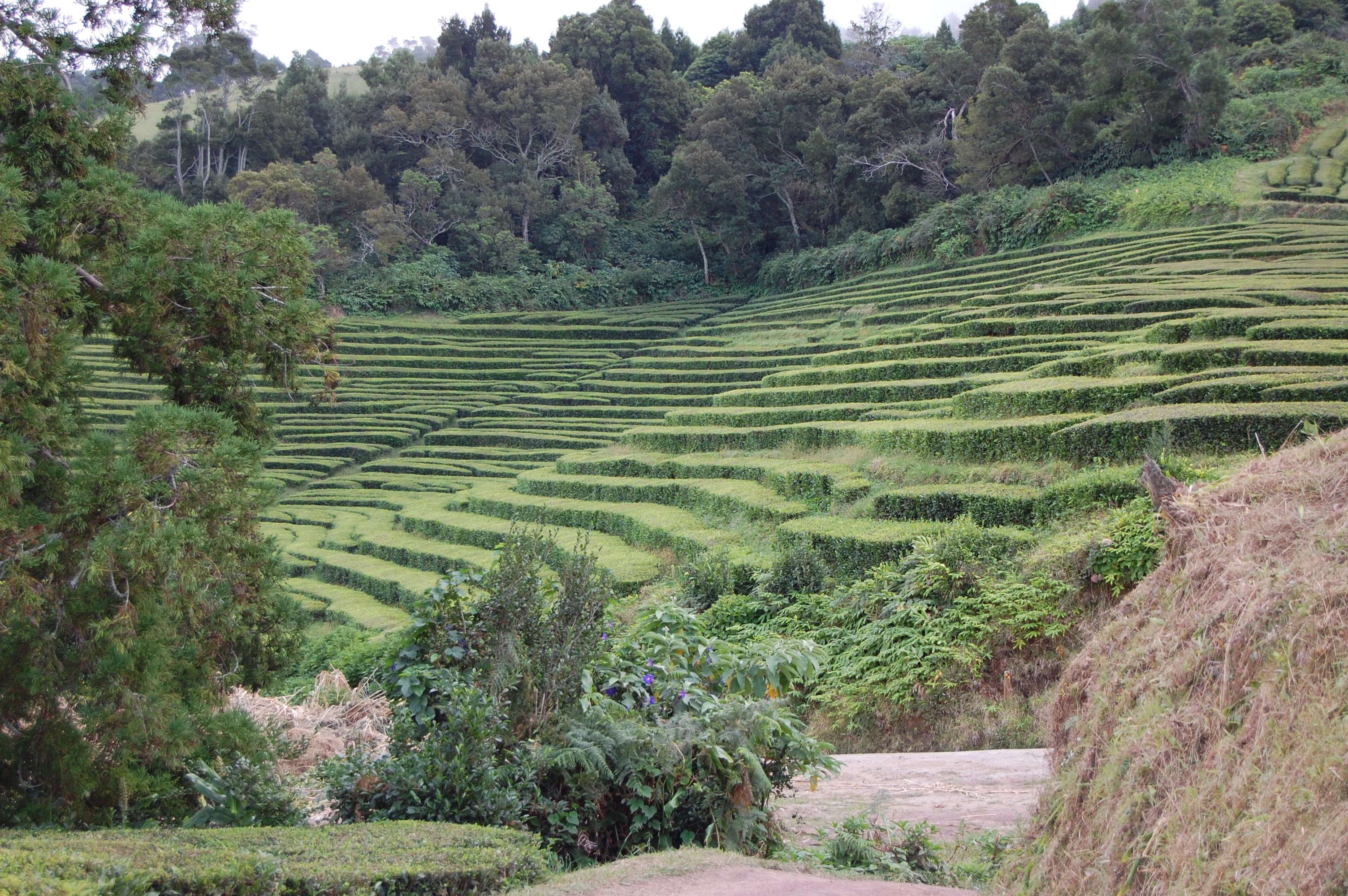 Teeplantage Sao Miguel