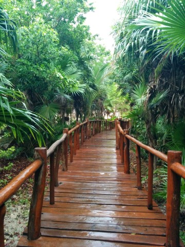 Pfad durch den Dschungel